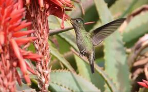 Hummingbird in Santiago - Animals - VIDEOTIME.COM