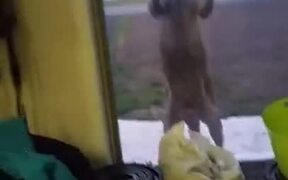 Kangaroo Wants To Come Inside And Chill!