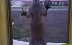 Kangaroo Wants To Come Inside And Chill! - Animals - VIDEOTIME.COM