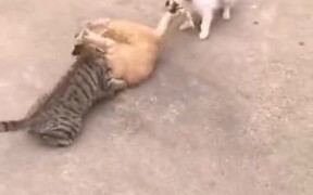 When You Have No Rope For Tug Of War! - Animals - VIDEOTIME.COM