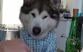 Dogs Never Grow Up Regardless Of How Big They Get - Animals - VIDEOTIME.COM
