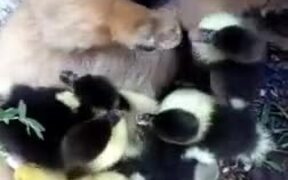 Tiny Puppy Plays With Ducklings!