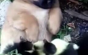 Tiny Puppy Plays With Ducklings! - Animals - VIDEOTIME.COM
