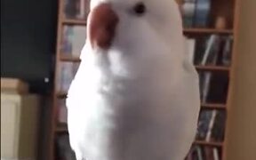And Here We Have DJ Parrot - Animals - VIDEOTIME.COM