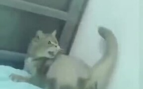 Does This Cat's Tail Have A Brain Of It's Own? - Animals - VIDEOTIME.COM