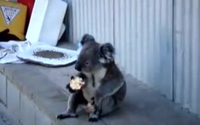 Koala Learned The Ways Of Homeless People - Animals - VIDEOTIME.COM
