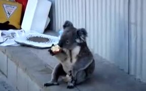 Koala Learned The Ways Of Homeless People - Animals - VIDEOTIME.COM