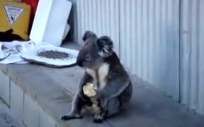 Koala Learned The Ways Of Homeless People