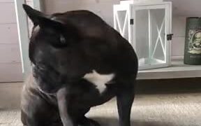 The Cap Challenge Has Been Nailed By This Dog! - Animals - VIDEOTIME.COM