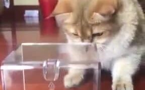 Cat Made A New Friend - Animals - VIDEOTIME.COM