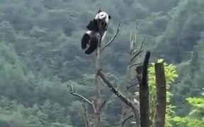 The Mystical Panda God We All Need To See - Animals - VIDEOTIME.COM