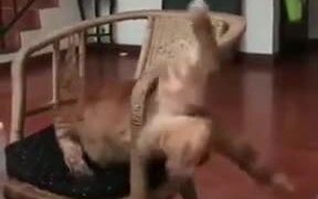 This Cat Needs To Work Out A Bit! - Animals - VIDEOTIME.COM