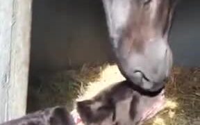 Dog Gets Head Scratches From A Horsie