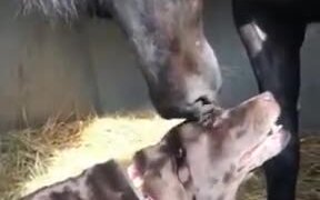 Dog Gets Head Scratches From A Horsie
