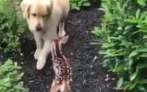 Fawn Makes Friends With Golden Retrievers - Animals - VIDEOTIME.COM