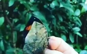 Butterflies Are The Gemstones Of The Insect World - Animals - VIDEOTIME.COM