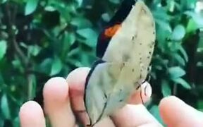 Butterflies Are The Gemstones Of The Insect World