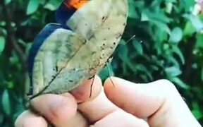 Butterflies Are The Gemstones Of The Insect World - Animals - VIDEOTIME.COM