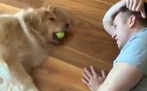 Fetching, But You Don't Want To Get Up - Animals - VIDEOTIME.COM