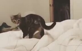 A Cat Practising Its Hunting Skills