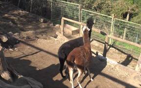 National Zoo of Chile - Animals - VIDEOTIME.COM
