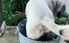 These Dogs Know How To Beat The Heat