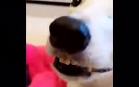 This Dog Really Needs Help, Not Our Jokes - Animals - VIDEOTIME.COM