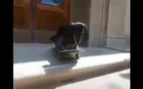 A Skater Pup
