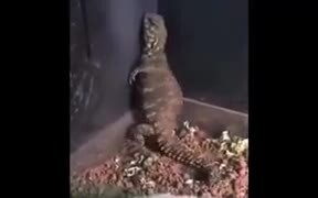 Lizard Twerking