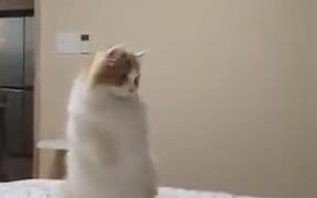 Cat So Confused That It Stood On Two Legs