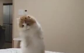 Cat So Confused That It Stood On Two Legs
