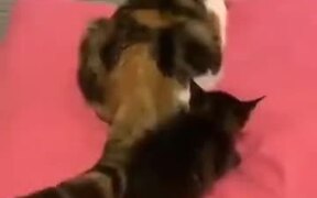 That Cat Just Had Enough - Animals - VIDEOTIME.COM