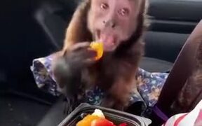The Monkey Be Like, "Can I Have Some?" - Animals - VIDEOTIME.COM