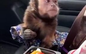 The Monkey Be Like, "Can I Have Some?"