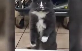 Duke Catto Gets Ready To Fight The Enemy - Animals - VIDEOTIME.COM