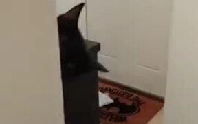 This Cat Is In A Constant State Of Fear
