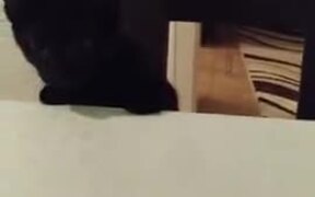 This Cat Is In A Constant State Of Fear - Animals - VIDEOTIME.COM