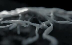 Fantastic Fungi Trailer