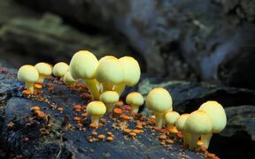 Fantastic Fungi Trailer