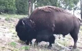 Bison Are Not Animals To Be Fooled Around - Animals - VIDEOTIME.COM