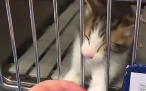Hope This Kitten Gets Adopted In The End