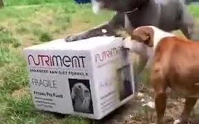 When The Christmas Presents Have Arrived - Animals - VIDEOTIME.COM