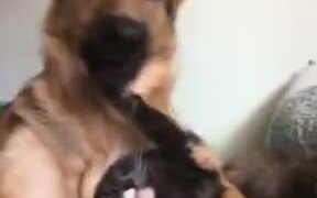 The Dog Can't Resist Licking The Cat - Animals - VIDEOTIME.COM