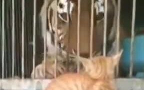 How About We Open The Cage? - Animals - VIDEOTIME.COM