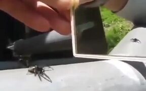 The Spider Reaction - Animals - VIDEOTIME.COM