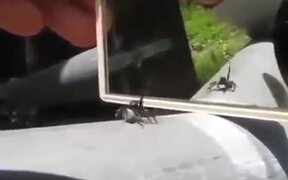 The Spider Reaction