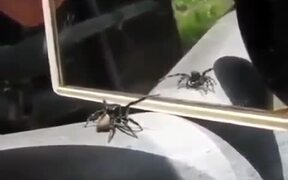 The Spider Reaction - Animals - VIDEOTIME.COM