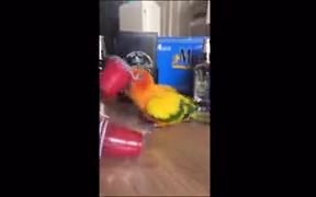 Here's A Jackhammer Bird - Animals - VIDEOTIME.COM