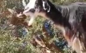 Are These Goats Or Monkeys?! - Animals - VIDEOTIME.COM