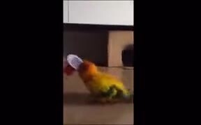 Here's A Jackhammer Bird - Animals - VIDEOTIME.COM